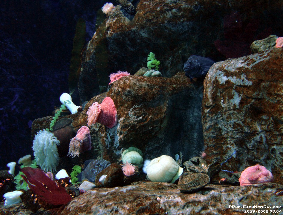 12659CrLeSh - Through the tunnel, Parc Aquarium du Quebec